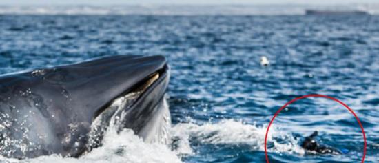 在南非拍沙丁鱼险遭布氏鲸吞下肚