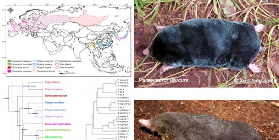 鼹鼠系统演化研究新进展
