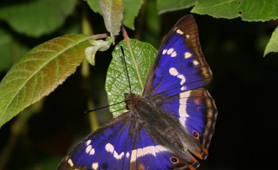 英国汉普郡的新福雷斯特国家公园现在正是紫色帝王蝶出没的最佳时节