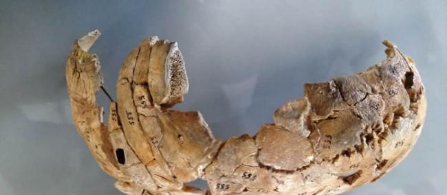 波兰境内8000年前的谋杀案 纳雷夫河河岸发现石器时代猎人头骨