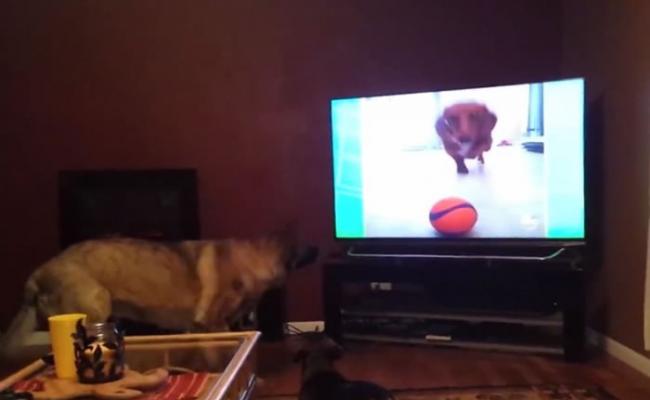 电视画面内的腊肠狗作势扑前，狼狗和腊肠狗已开始惊慌。