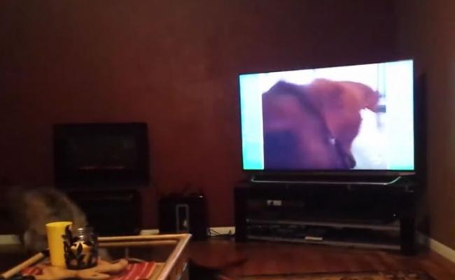 电视画面内的腊肠狗扑前咬住镜头前的小皮球，狼狗和腊肠狗吓得躲到沙发后面。