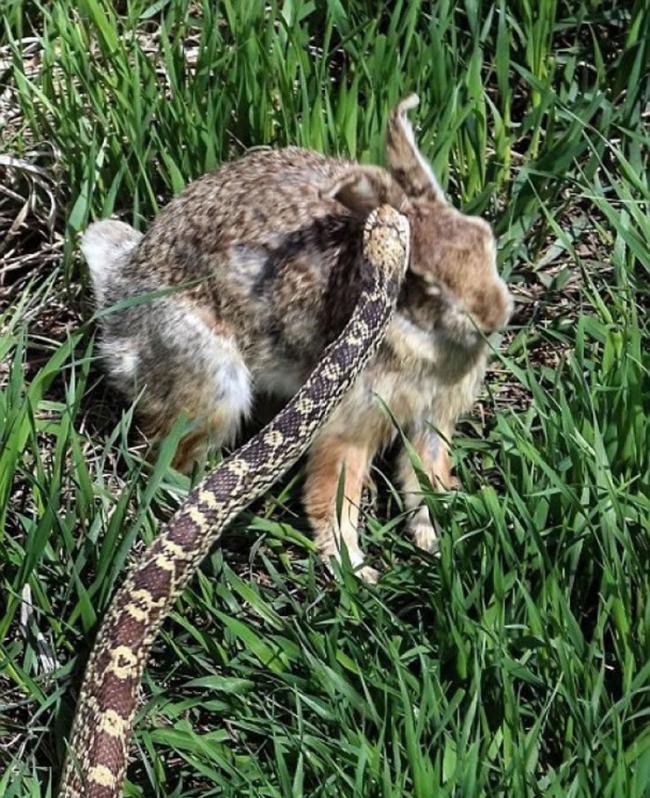 牛蛇看似快要攻击到兔兔的耳朵