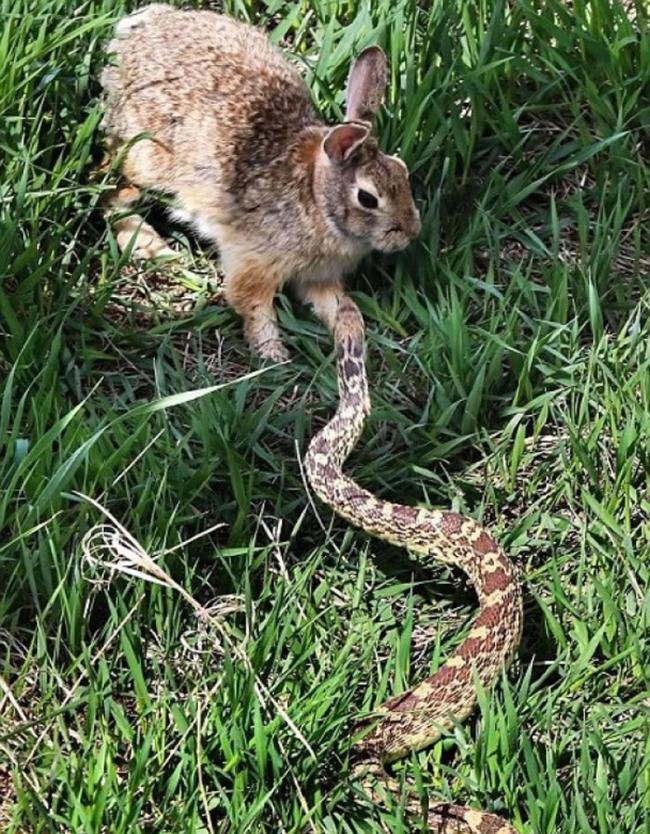 摄影师估计，兔兔当时是为保幼儿而与牛蛇对抗。