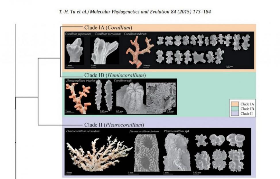 台湾学者发现红珊瑚其实有3个属