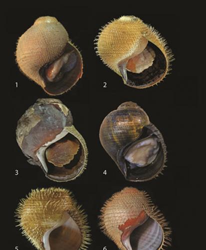 美国科学家在海洋下约3500米处的暖流里发现新品种蜗牛