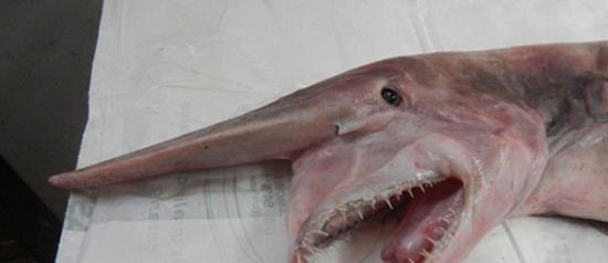 欧氏尖吻鲨的长相奇特，头部长有角状物。