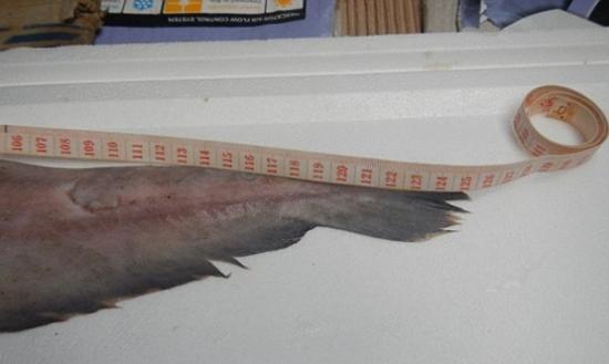 鲨鱼约1.2米长