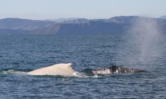 Migaloo当时正在与一条正常黑色座头鲸畅泳