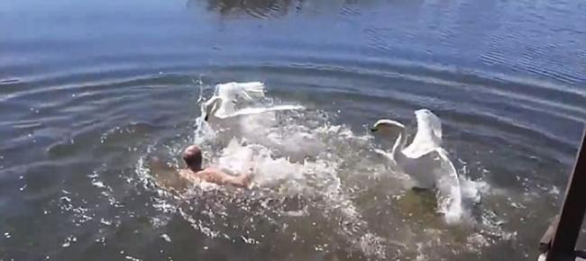认定是入侵者 俄罗斯两天鹅飞扑袭击男泳客