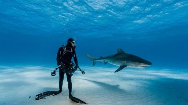 潜水员在巴哈马群岛水底下与虎鲨同游。