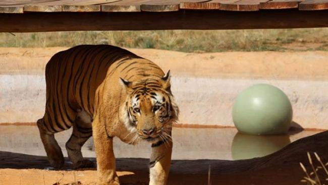 巴勒斯坦最后一只老虎拉齐兹从破烂脏乱动物园被救出来 送往南非过新生活