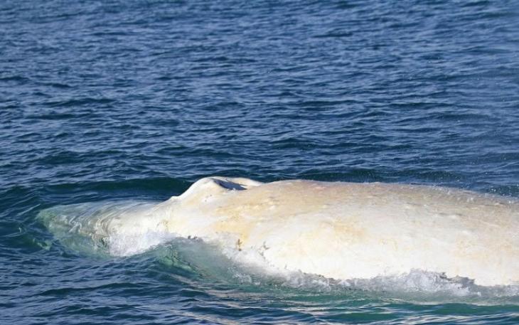 全球唯一的白色座头鲸Migaloo，现身于新西兰海岸。