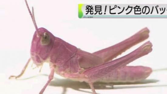 日本小学生在草丛中发现一只通体粉红的蝗虫 或因发生基因突变