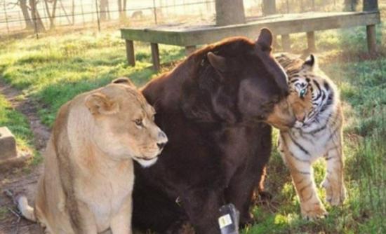 三只顶级猎食者老虎、狮子和熊成了好友