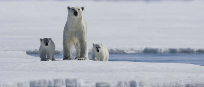 北极熊“包围”俄罗斯楚科奇自治区雷尔凯皮村