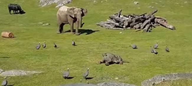 小象一不小心就惨摔，一旁的象妈妈则准备过去查看。