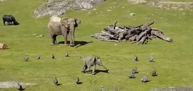 调皮的小象在动物园的草皮上追逐珠鸡