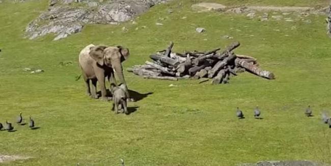小象赶紧跑回妈妈身边撒娇。