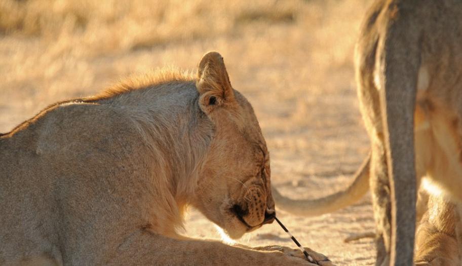 这只狮子正视图将豪猪刺拔出来，痛得闭上眼睛。