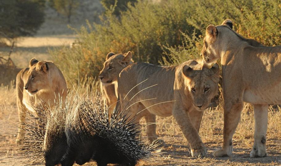其中一只围着豪猪的小狮子看准机会立即出击，其他的狮子则似乎对豪猪失去兴趣。