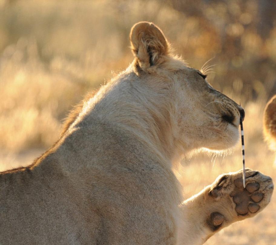南非沙漠小狮子试图吃掉豪猪 鼻子被豪猪身上的尖刺刺穿