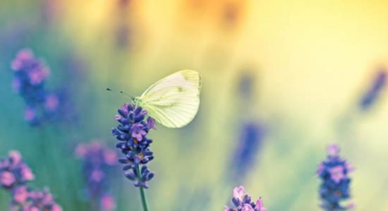 最新研究发现浅色蝴蝶和蜻蜓比深色昆虫能够更好地应对气候变化