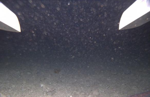 南极厚达740米的永久冰层下方的黑暗海水中发现身体半透明的鱼类