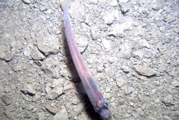 南极厚达740米的永久冰层下方的黑暗海水中发现身体半透明的鱼类