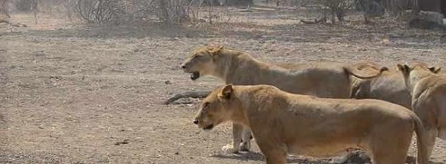 赞比亚国家公园上演水牛大战万兽之王狮子