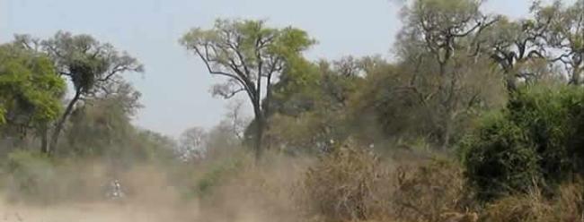 赞比亚国家公园上演水牛大战万兽之王狮子
