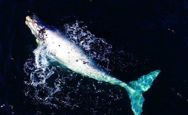 白化鲸鱼露出水面的情况十分罕见