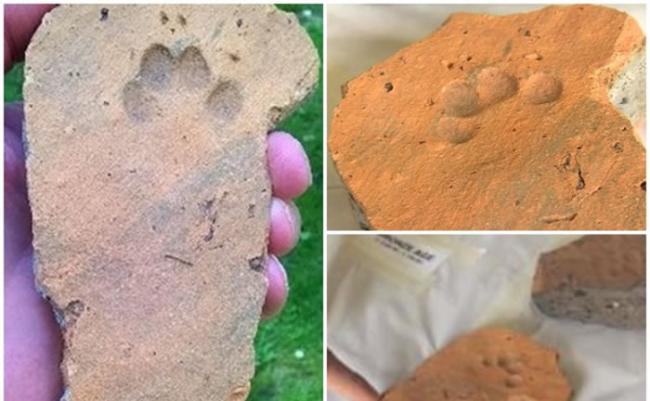 考古人员在林肯市发掘出的砖块，上面有清晰的猫脚印。