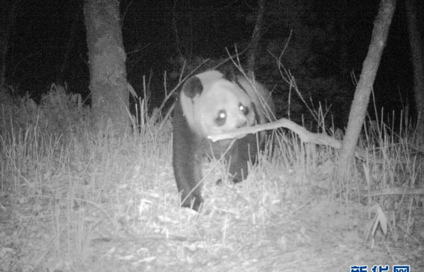 陕西平河梁国家级自然保护区公布的显示拍摄于2014年11月17日的野生大熊猫夜间活动照片