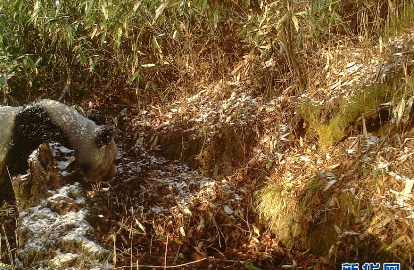 陕西平河梁国家级自然保护区公布的显示拍摄于2014年11月19日的野生大熊猫照片