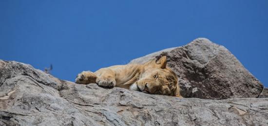 《狮子王》主角原型自然栖息地：非洲东部塞伦盖蒂平原中部的Namiri平原