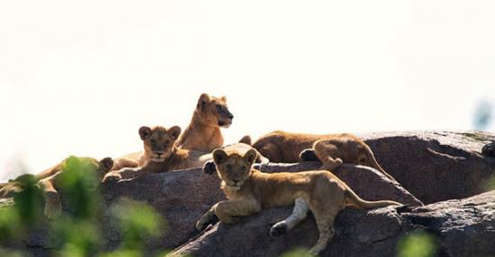 《狮子王》主角原型自然栖息地：非洲东部塞伦盖蒂平原中部的Namiri平原