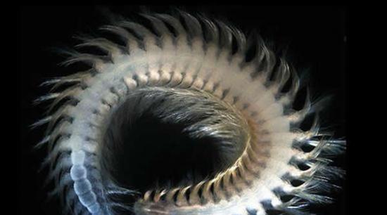 旨在收录所有已知海洋生物的世界海洋物种目录已有22.8万种动物，但每天都有动物新种添加进去。照片展示了一条生活在日本水域的多毛纲地毯蠕虫。