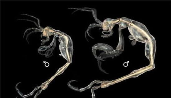 排骨虾是2014年发现的海洋动物新种之一。海洋专家在美国加利福尼亚州近海发现它们。