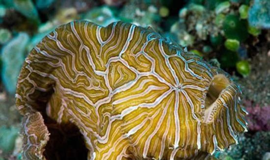 海洋专家在安汶岛发现这条印度尼西亚迷幻襞鱼