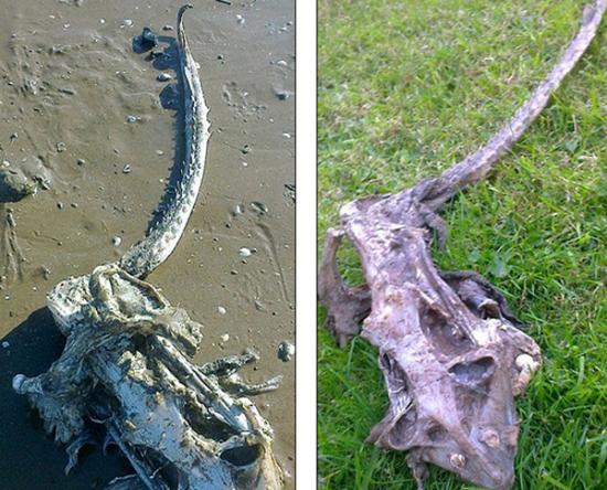 英国海滩发现“海怪”骨架残骸？