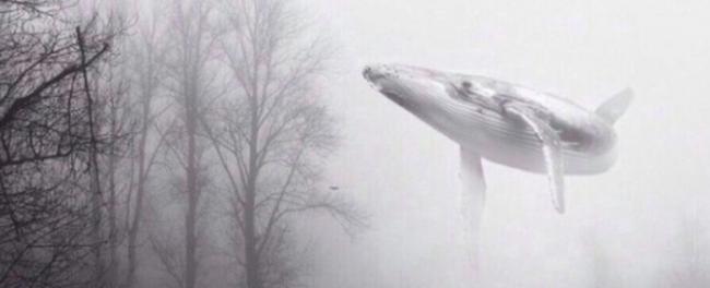 “蓝鲸”以鲸类的搁浅特性命名。