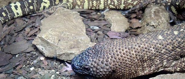 俄罗斯莫斯科动物园三年多来首次诞生墨西哥毒蜥