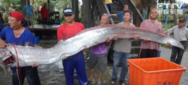 台湾两次地震震出2条4米多长的俗称地震鱼的勒氏皇带鱼