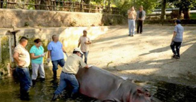 中美洲萨尔瓦多国家动物园15岁河马被人用坚硬利器打死