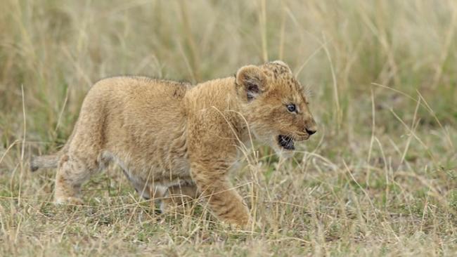 肯尼亚马赛马拉国家公园顽皮幼狮被母狮叼走一脸不爽