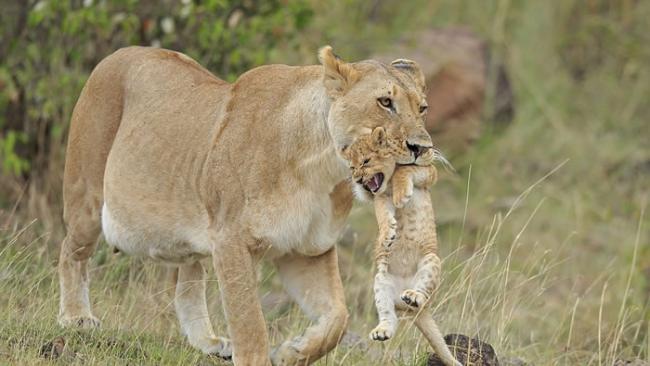 肯尼亚马赛马拉国家公园顽皮幼狮被母狮叼走一脸不爽