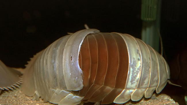 日本鸟羽水族馆可能全球第一次观测到大王具足虫脱壳过程