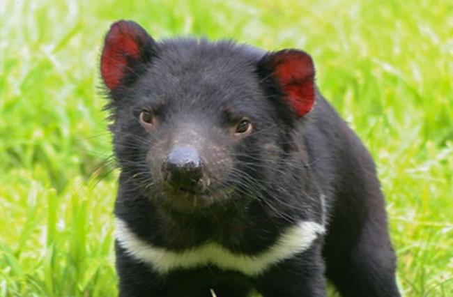 袋獾别称为「塔斯马尼亚魔鬼」