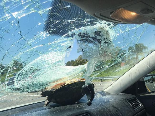 美国女子开车公路行驶 一只乌龟突然迎面飞来撞破挡风玻璃